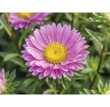 Kissen Aster FloraSelf Aster dumosus 'Pink Topas' H 40-45 cm Ø 17 cm Topf