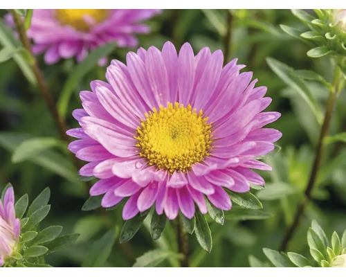 Kissen Aster FloraSelf Aster dumosus 'Pink Topas' H 40-45 cm Ø 17 cm Topf