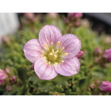 Steinbrech Saxifraga arendsii H 3-6 cm Co 0.8 L sortiert