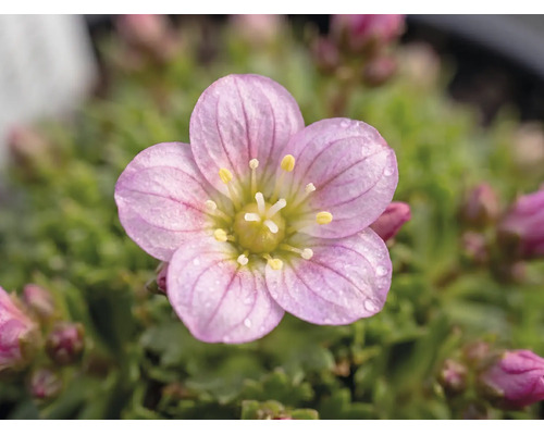 Steinbrech Saxifraga arendsii H 3-6 cm Co 0.8 L sortiert