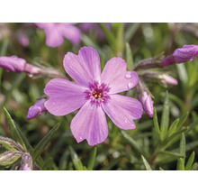 Polsterphlox FloraSelf® Phlox subulata H 3-6 cm Co 0.8 L sortiert