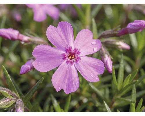 Polsterphlox FloraSelf® Phlox subulata H 3-6 cm Co 0.8 L sortiert