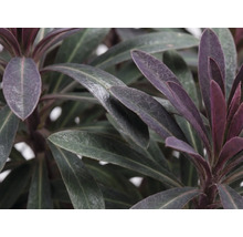 Euphorbe rouge FloraSelf Euphorbia amygdaloides 'Purpurea' h 5-50 cm p 15 cm