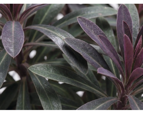 Euphorbe rouge FloraSelf Euphorbia amygdaloides 'Purpurea' h 5-50 cm p 15 cm