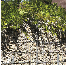 Mur de gabions rempli de pierres claires et recouvert de plantes vertes comme clôture de jardin ou brise-vue.