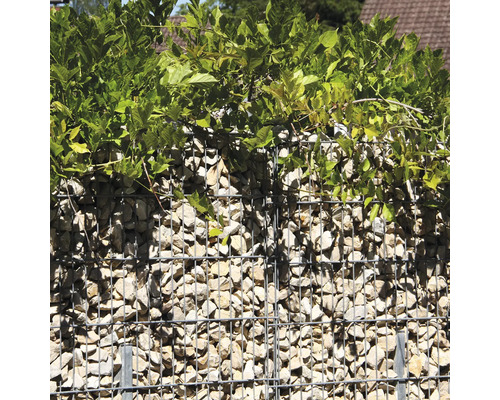 Mur de gabions rempli de pierres claires et recouvert de plantes vertes comme clôture de jardin ou brise-vue.