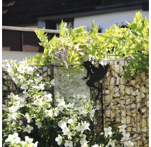 Piquet de jardin décoratif en forme de silhouette de grenouille noire devant un mur en gabions avec des fleurs blanches.