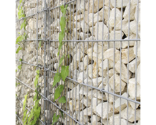 Gabion en treillis métallique rempli de pierres claires et d une plante grimpante verte.