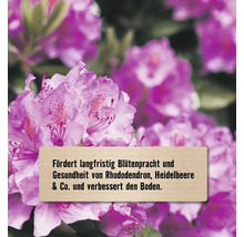 Blühender Rhododendron mit Informationstext zur Förderung der Blütenpracht und Bodengesundheit.
