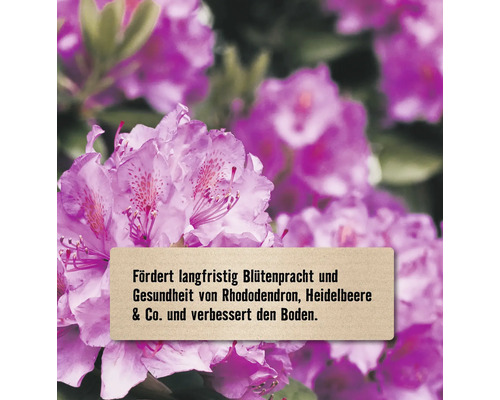 Blühender Rhododendron mit Informationstext zur Förderung der Blütenpracht und Bodengesundheit.