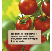 Tomates sur une plante avec un conseil d'application pour ajouter de l'engrais à l'eau d'arrosage une à deux fois par semaine.
