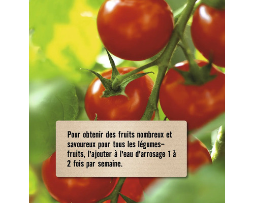 Tomates sur une plante avec un conseil d'application pour ajouter de l'engrais à l'eau d'arrosage une à deux fois par semaine.