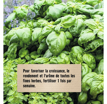Basilic frais avec un texte expliquant qu'il faut fertiliser les herbes une fois par semaine pour la croissance, le rendement et l'arôme.
