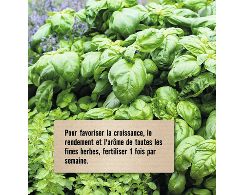 Basilic frais avec un texte expliquant qu'il faut fertiliser les herbes une fois par semaine pour la croissance, le rendement et l'arôme.