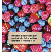 Diverses baies telles que framboises, myrtilles, fraises et cerises avec un texte sur le renforcement des arbres fruitiers et arbustes à baies.