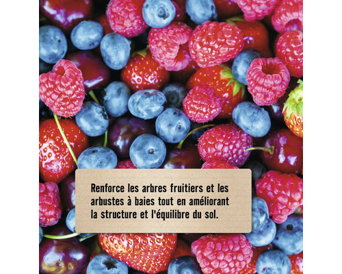 Diverses baies telles que framboises, myrtilles, fraises et cerises avec un texte sur le renforcement des arbres fruitiers et arbustes à baies.