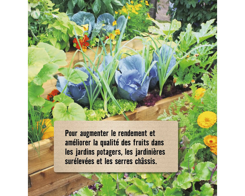 Potager surélevé en bois avec du chou rouge, de la salade, des oignons et des fleurs jaunes dans un jardin potager.