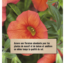 Gros plan sur une fleur avec texte sur la floraison abondante des plantes de massif et de balcon et amélioration de la qualité du sol.