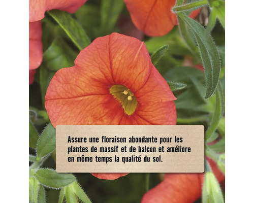 Gros plan sur une fleur avec texte sur la floraison abondante des plantes de massif et de balcon et amélioration de la qualité du sol.