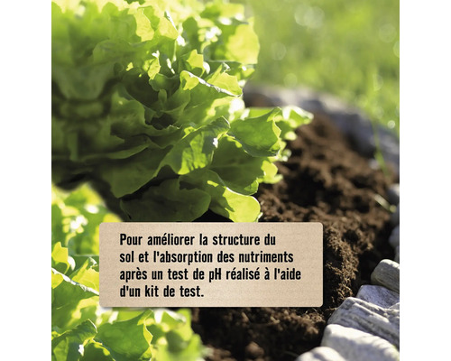 Laitue en pleine terre avec texte sur l'amélioration de la structure du sol et le test de pH.