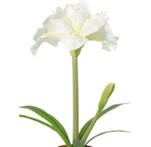 Weisse Amaryllis mit offener Blüte, einer Knospe und langen grünen Blättern.