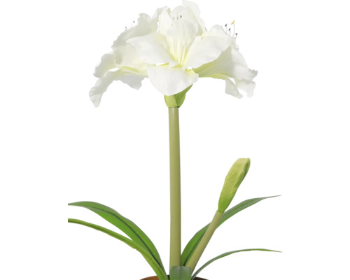 Weisse Amaryllis mit offener Blüte, einer Knospe und langen grünen Blättern.