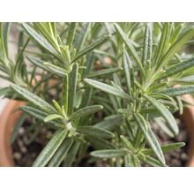Plant de romarin aux feuilles en forme d'aiguilles dans un pot en terre cuite.