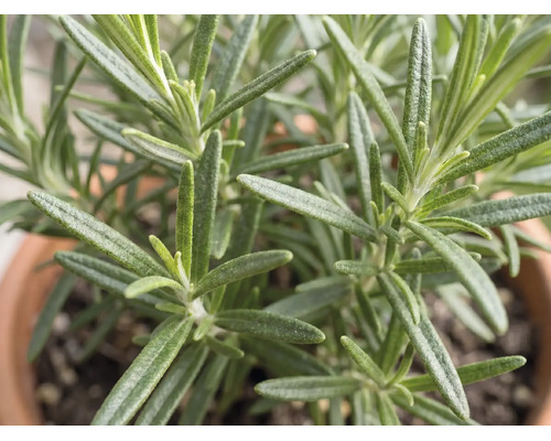 Plant de romarin aux feuilles en forme d'aiguilles dans un pot en terre cuite.
