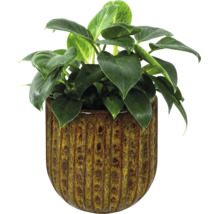 Philodendron Birkin Zimmerpflanze in einem strukturierten, glasierten Keramikübertopf.