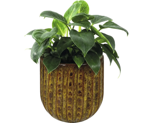 Philodendron Birkin Zimmerpflanze in einem strukturierten, glasierten Keramikübertopf.