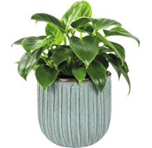 Zimmerpflanze Philodendron in einem hellblauen Keramiktopf mit vertikalem Rillenmuster.