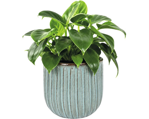 Zimmerpflanze Philodendron in einem hellblauen Keramiktopf mit vertikalem Rillenmuster.
