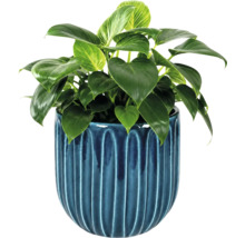 Zimmerpflanze Philodendron Birkin in einem blauen Keramiktopf mit vertikalem Rillenmuster.