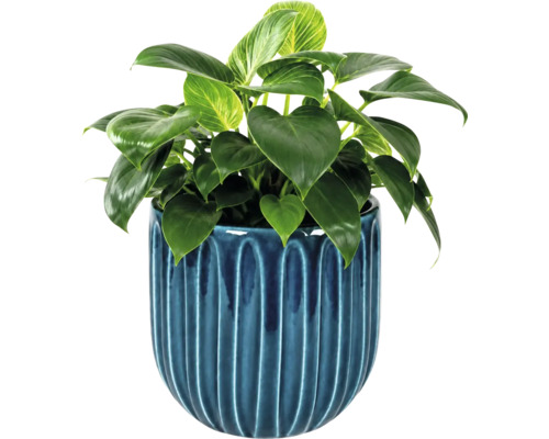 Zimmerpflanze Philodendron Birkin in einem blauen Keramiktopf mit vertikalem Rillenmuster.
