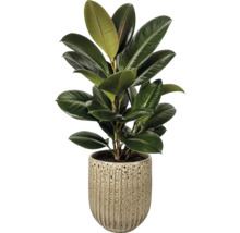 Gummibaum Ficus elastica mit grossen grünen glänzenden Blättern in einem beige strukturierten Keramiktopf.