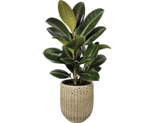 Gummibaum Ficus elastica mit grossen grünen glänzenden Blättern in einem beige strukturierten Keramiktopf.