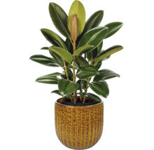 Gummibaum Ficus elastica in einem strukturierten Keramiktopf, Zimmerpflanze mit großen glänzenden Blättern.
