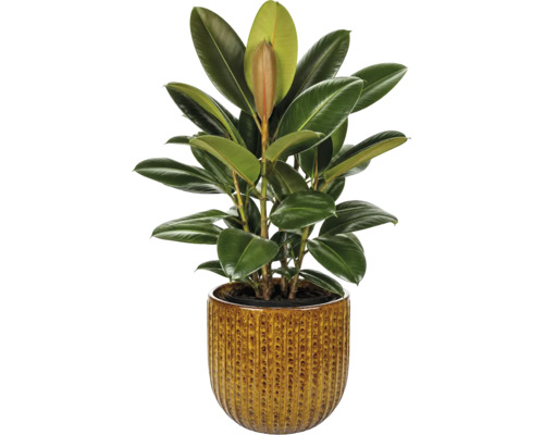 Gummibaum Ficus elastica in einem strukturierten Keramiktopf, Zimmerpflanze mit großen glänzenden Blättern.