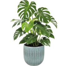 Grüne Zimmerpflanze Fensterblatt Monstera deliciosa in einem blau strukturierten Keramiktopf.