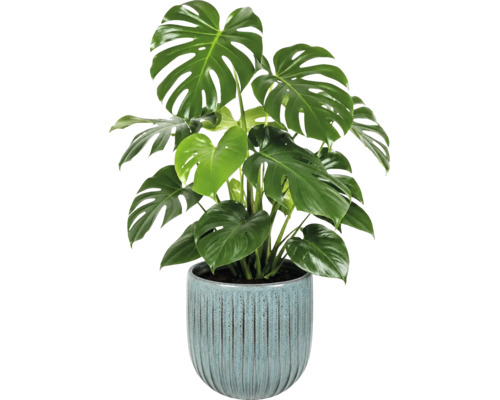 Grüne Zimmerpflanze Fensterblatt Monstera deliciosa in einem blau strukturierten Keramiktopf.
