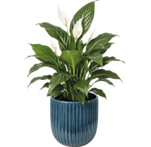 Einblatt Zimmerpflanze in einem geriffelten blauen Keramiktopf mit weißen Blüten und grünen Blättern.