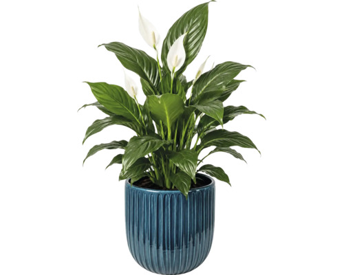 Einblatt Zimmerpflanze in einem geriffelten blauen Keramiktopf mit weißen Blüten und grünen Blättern.