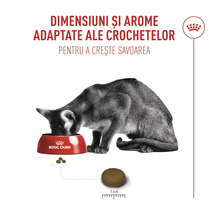 Chat mangeant dans une gamelle Royal Canin, taille des croquettes environ 1 centimètre pour une saveur accrue.