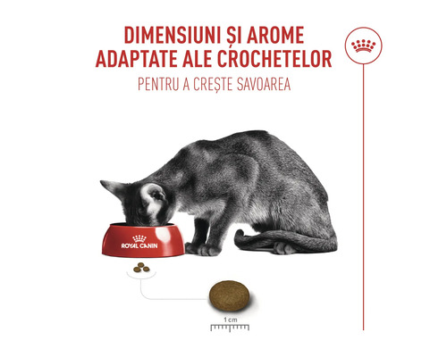 Chat mangeant dans une gamelle Royal Canin, taille des croquettes environ 1 centimètre pour une saveur accrue.