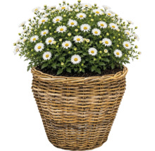 Pflanzkorb Naturfaser Ø 37 cm H 31 cm grau braun
