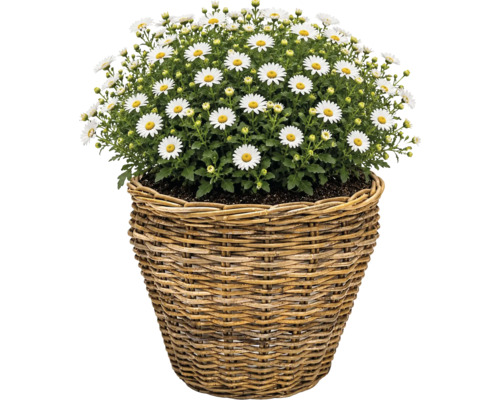 Pflanzkorb Naturfaser Ø 37 cm H 31 cm grau braun