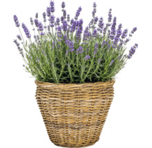 Pflanzkorb Naturfaser Ø 28,5 cm H 24 cm grau braun