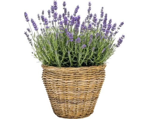 Pflanzkorb Naturfaser Ø 28,5 cm H 24 cm grau braun