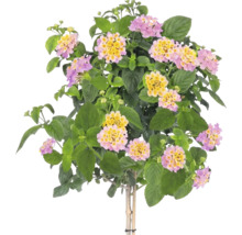 Lantana camara sur tige avec feuilles vertes et fleurs multicolores roses et jaunes.