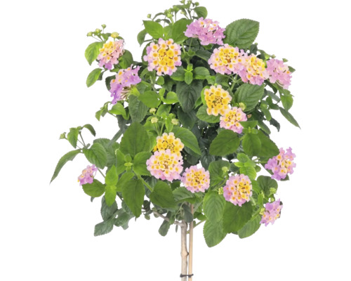 Lantana camara sur tige avec feuilles vertes et fleurs multicolores roses et jaunes.